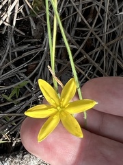 Hypoxis juncea