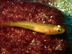 Gobius auratus