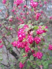 Ribes sanguineum