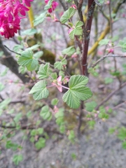 Ribes sanguineum