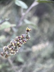Ambrosia cordifolia