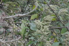 Colebrookea oppositifolia