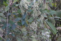 Colebrookea oppositifolia
