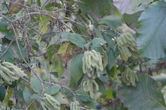 Colebrookea oppositifolia