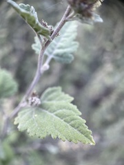 Ambrosia cordifolia