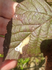 Coptotriche marginea