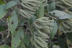 Colebrookea oppositifolia