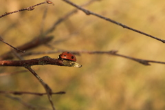 Coccinella septempunctata
