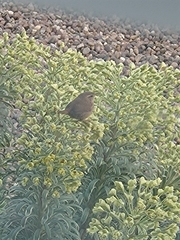 Troglodytes troglodytes