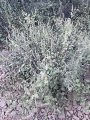 Ambrosia cordifolia