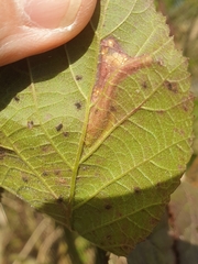 Coptotriche marginea