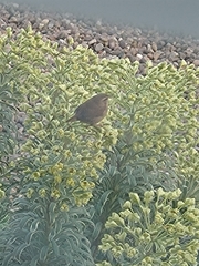 Troglodytes troglodytes