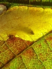 Coptotriche marginea