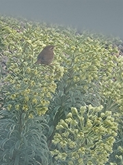 Troglodytes troglodytes