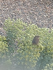 Troglodytes troglodytes