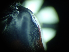 Nicrophorus hybridus