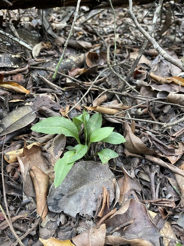 Costa Rican lady's tresses (Beloglottis costaricensis)