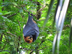 Pteropus niger