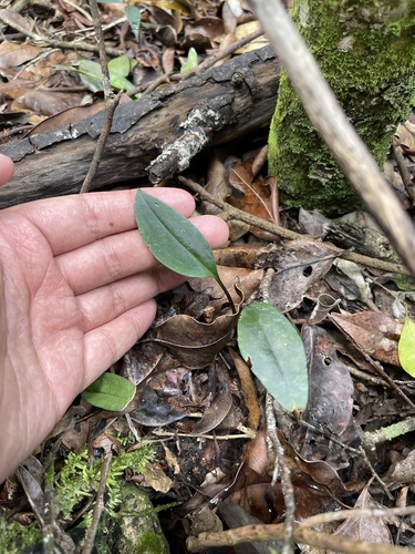 Image of Eltroplectris calcarata by (c) Brandon Corder, some rights reserved (CC BY)