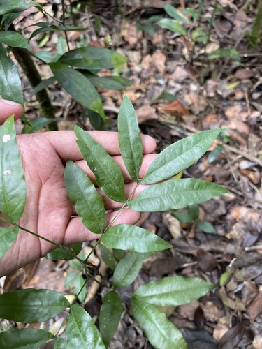 Image of Exothea paniculata by (c) Brandon Corder, some rights reserved (CC BY)