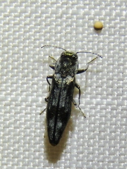 Agrilus lecontei