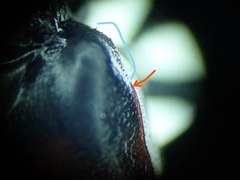 Nicrophorus hybridus