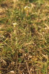 Arabidopsis thaliana