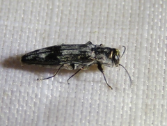 Agrilus lecontei