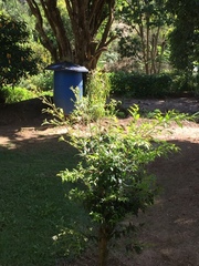 Eugenia pyriformis