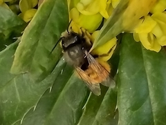 Osmia cornuta