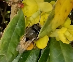 Osmia cornuta