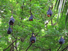Pteropus niger