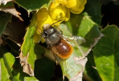 Osmia cornuta