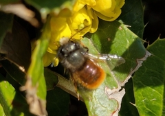 Osmia cornuta