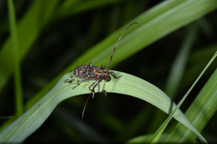 Monochamus alternatus