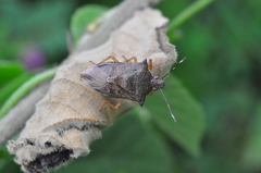 Podisus nigrispinus