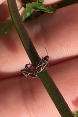 Ochrostomus pulchellus