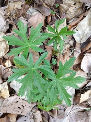 Geranium oreganum