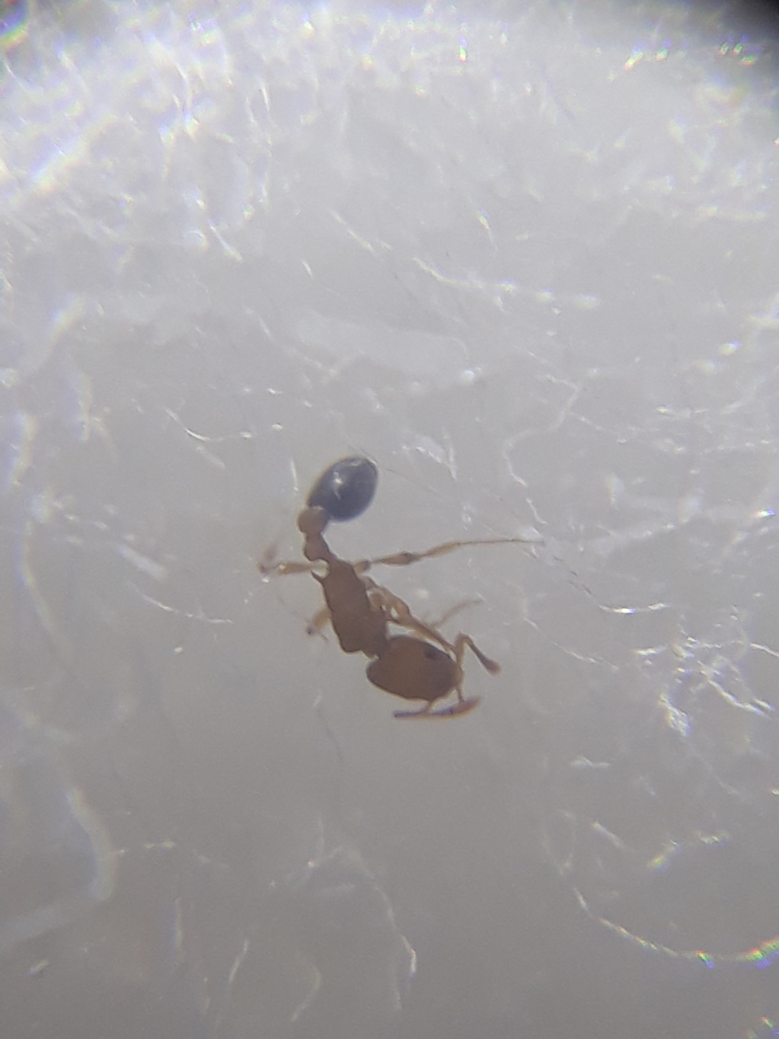 Cardiocondyla shagrinata