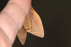 Abantiades latipennis