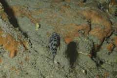 Thorogobius ephippiatus