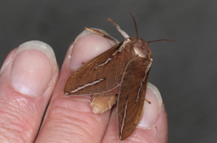 Abantiades latipennis