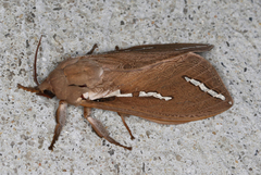 Abantiades latipennis