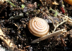 Perforatella bidentata