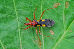 Zelurus nigrolineatus