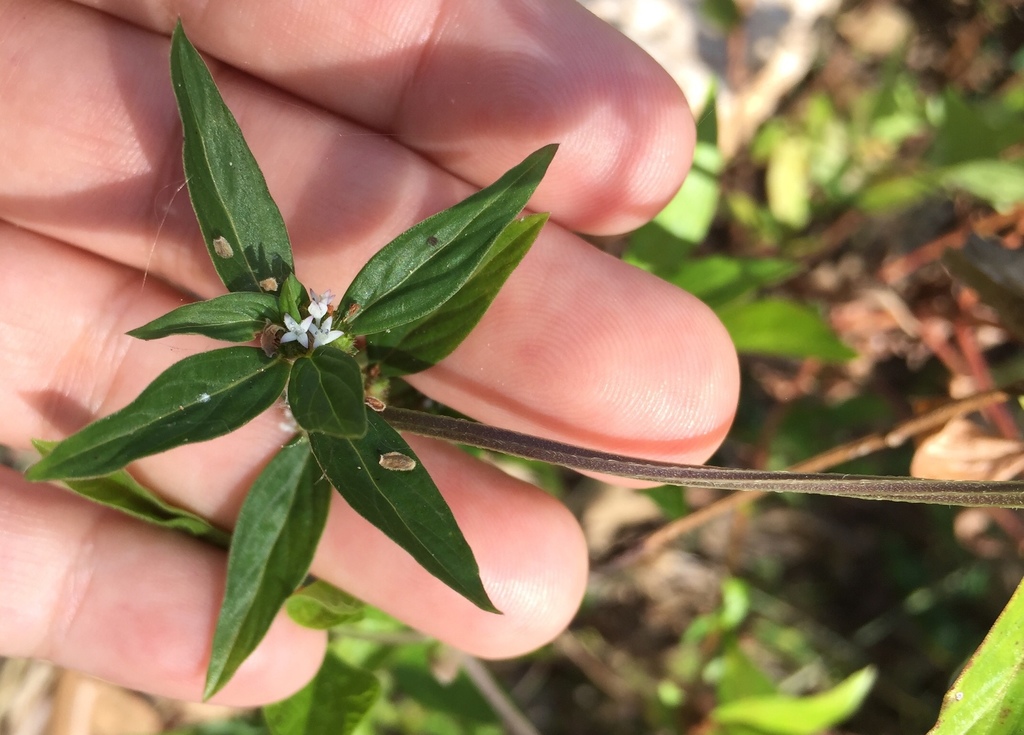 Woodland false buttonweed from Calle 41, Tekax de Álvaro Obregón, YUC ...