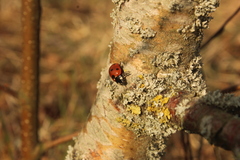 Coccinella septempunctata