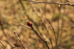 Coccinella septempunctata