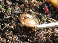 Perforatella bidentata