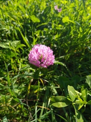 Trifolium pratense